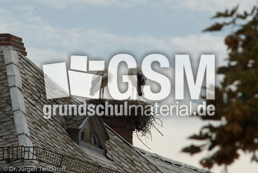 Weißstorch (9 von 20).jpg